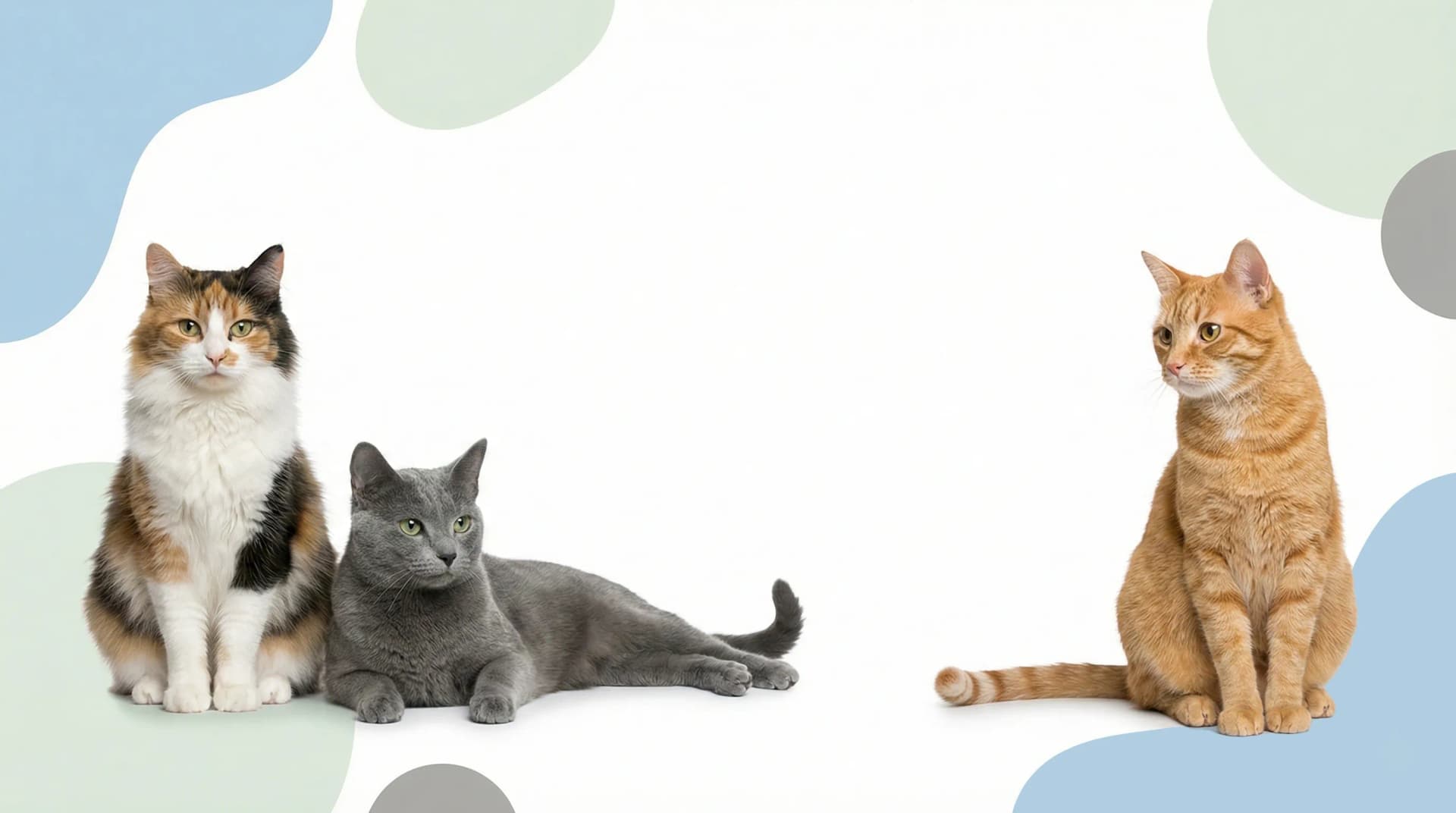 Pacific Pet Supplies - Cat Care